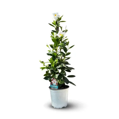 Image de Dipladenia pyramide - plante fleurie - ↕ 70-80 cm - ⌀ 17 cm - plante d'intérieur & extérieur - fleur blanche