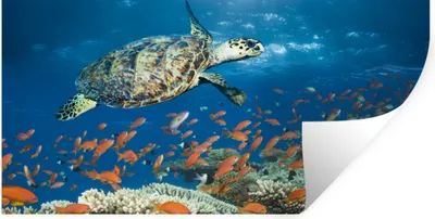 Obrázok produktu pre MuchoWow® Nálepka na stenu - Koralový útes s korytnačkou - 40x20cm - Samolepiaca a polohovateľná