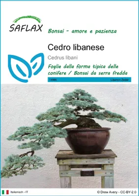 Immagine prodotto di SAFLAX  - Cedro libanese - 20 semi - Cedrus