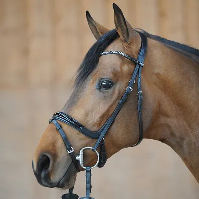 Zdjęcie produktu dla Kavalkade Patent Snaffle Ivana czarny angielski kombinowany nosek szeroki naczółek, rozmiar Koń:Warmblood