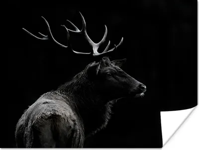 Produktbild von MuchoWow® Poster Hirsch - Schwarz - Porträt - Geweih - Tiere 160x120 cm - Foto Plakat