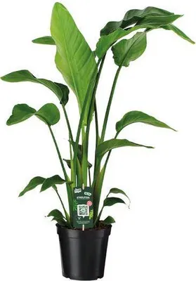 Immagine prodotto di Albero di Strelitzia Strelitzia Nicolai, pianta da appartamento, Ø19cm, 90cm