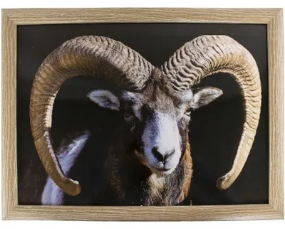 Produktbild von Schosauflage - Widderdruck - Baumwolle/MDF - 43x33x7 cm - Laptray