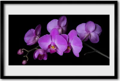 Produktbild von Bild 60x40 MDF-Rahmen Wandkunst Orchidee Orchidee Blumen