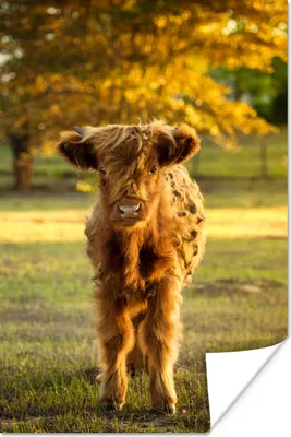 Produktbild von MuchoWow® Poster Schottischer Highlander - Kalb - Herbst 20x30 cm - Papierdruck