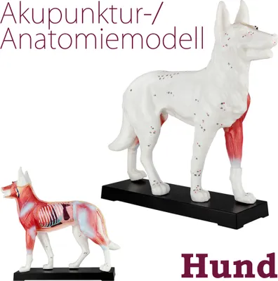 Obrázok produktu pre Akupunktúra anatómia TCM pes telo model obrázok akupunktúra model učebná pomôcka pes zviera svalový model naturopatia 72 akupunktúrne body učebný model MedMod