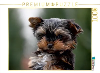 Produktbild von Calvendo Yorkshire-Terrier Welpe 1000 Teile Puzzle quer 640x480mm, ; 7380786