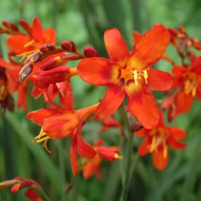 Produktbild von Großblumige Montbretie Crocosmia crocosmiiflora Babylon (10 Blumenzwiebeln)