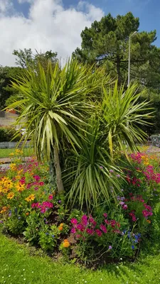 Image de Cordyline australis / Cordyline australe