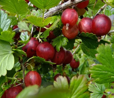 Produktbild von Dehner Stachelbeere Hinnonmäki, Ribes uva-crispa, selbstbefruchtender Beerenstrauch, rote Früchte, 80-100 cm exkl. Pflanztopf, 5 l Topf, Beerenobst