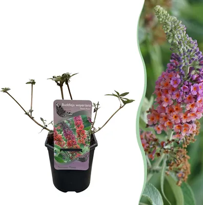 Image de Green boutiQ - Vlinderstruik - Buddleja davidii Flower Power - Bloem Oranje Paars - 1 Plant - Bladverliezend - Vlinderlokkend - Pot 17cm Hoogte 30cm