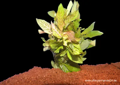 Produktbild von 5 Bunde Hygrophila polysperma sunset, Wasserfreund