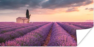 Produktbild von MuchoWow® Poster Lavendel - Blumen - Lila - Feld 40x20 cm - Poster für die Wand - Poster Schlafzimmer
