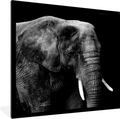 Produktbild von MuchoWow® Gerahmtes Poster Elefant - Tiere - Schwarz - Weiß 40x40 cm - Poster mit Schwarzem Bilderrahmen Wandposter Rahmen Foto Bilder - Mit Rahmen - Wanddekoration Schlafzimmer