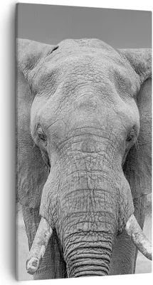 Produktbild von Bild auf Leinwand - Leinwandbild - Einteilig - Elefant Afrika Tier - 55x100cm - Wand Bild - Wanddeko - Wandbilder - Leinwanddruck - Bilder - Wanddekoration - Leinwand bilder - Wandbild - PA55x100-5072