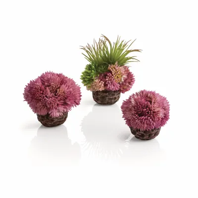 Obrázek produktu pro biOrb coral ball set purple