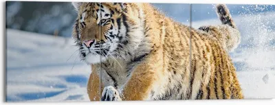 Produktbild von Bild auf Leinwand - Leinwandbild - tiger tier - 150x50cm - Wand Bild - Wanddeko - Wandbilder - Leinwanddruck - Bilder - Kunstdruck - Wanddekoration - Leinwand bilder - Wandkunst - CA150x50-3928