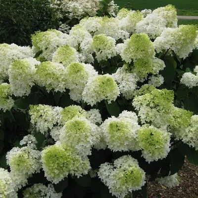 Produktbild von 2 x Hortensie - Hydrangea paniculata 'Polar Bear'  - 40-50 cm Container 40-50 cm Container