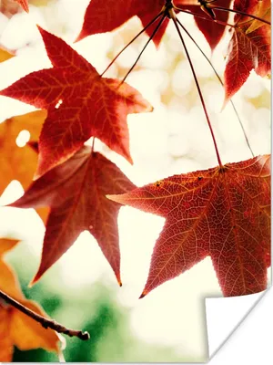 Produktbild von MuchoWow® Poster Herbstblätter - November - Natur - Bäume 60x80 cm - Schlafzimmer Dekoration