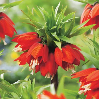 Zdjęcie produktu dla Fritllaria Szachownica Korona Cesarska Rubra Maxima 1 szt. Cebulki Kwiatowe