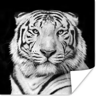 Produktbild von MuchoWow® Poster Tiger - Schwarz - Weiß - Porträt - Tiere 100x100 cm - Babyzimmer