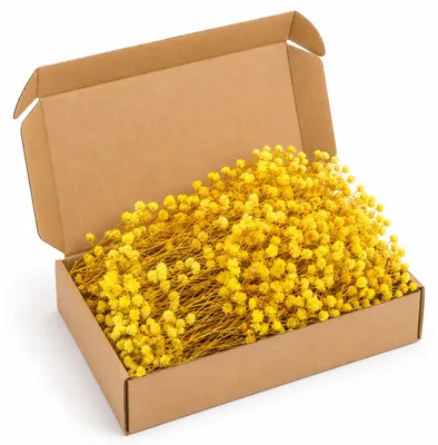 Trockenblumen, gelb, 50 Stück, Schleierkraut, natürlich getrocknet