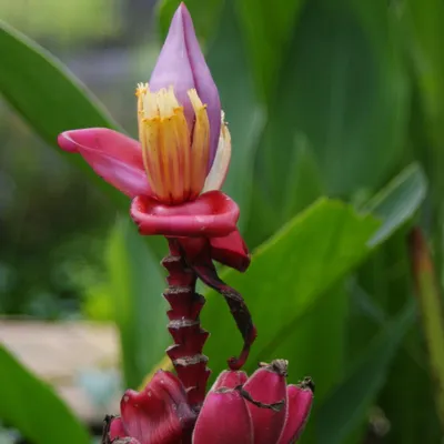 Image de Banane naine rose (Musa velutina)  - 10 graines
