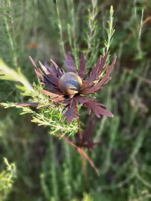 Productafbeelding van Edelrost Distel op een stok