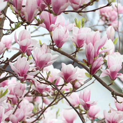 Obrázok produktu pre Magnólia - Magnolia soulangiana | 40-60 cm v kontajneri