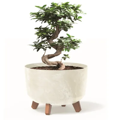 Produktbild von Blumentopf mit Füßen Pflanzkübel D 29 cm Cremig Kunststoff Töpfe mit Einsatz Beton Optik Übertöpfe Geldbaum Kakteen Gummibaum