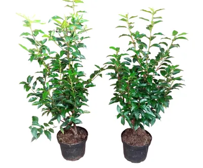Produktbild von 10 x Prunus lusitanica Angustifolia, Höhe 60-80 cm, Lorbeer-Kirschen Heckenpflanzen, immergrün und winterhart