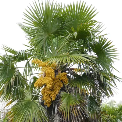 Produktbild von Chinesische Fächerpalme (Trachycarpus fortunei)  - 20 Samen