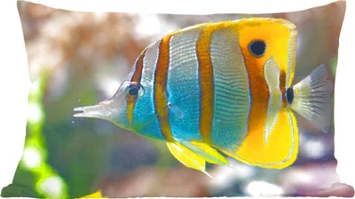 Produktbild von MuchoWow® Zierkissen Sofakissen Wohnzimmer Dekokissen 50x30 cm Fisch - Wasser - Makro - Wohnzimmerdekoration - Polster mit Photo
