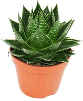 Obrázok produktu pre Aloe "Cosmo" - gu?ovitá aloe - 12cm kvetiná? - sukulentná izbová rastlina