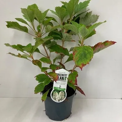 Immagine prodotto di Hydrangea quercifolia 'Snowflake' - Ortensia | 30-40 cm in vaso