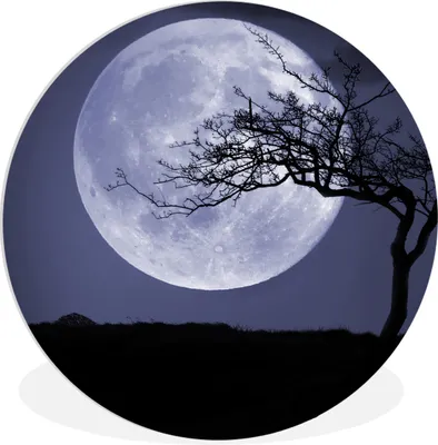Produktbild von MuchoWow® Rundes Wandbild - Runde Bilder Mond - Baum - Schwarz Ø 30 cm Kreis Wanddekoration Kunststoff - Wandkreis - Wandschmuck - Schlafzimmer - Bilder - Der Kreis - Kunst für die Wohnung - Plastik - Kunstdruck - Wandbild