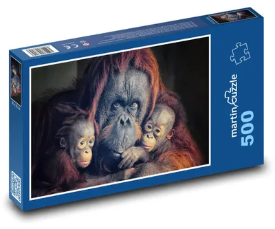 Obrázok produktu pre Puzzle 500 Rodina orangutanov v objatí - martinpuzzle