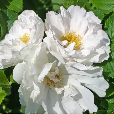 Obrázek produktu pro Růže  - Kordes-Rugosa - Růže 'White Roadrunner'®