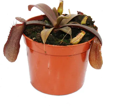 Zdjęcie produktu dla Dzbanecznik czerwonolistny - Nepenthes - 9cm