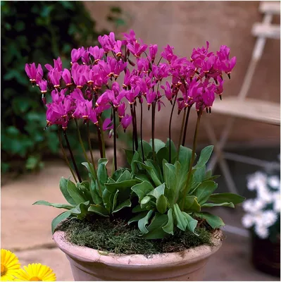 Produktbild von Stauden Gänge 1 x Dodecatheon meadia - Götterblume/Sternschnuppenblume - Himmlische Blüten, die den Garten verzaubern - Seltenheit/Rarität