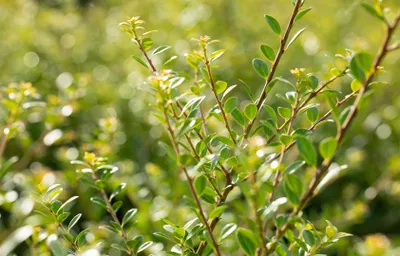 Produktbild von Ilex crenata 'Stokes', Japanische Stechpalme, immergrün, 20–25 cm
