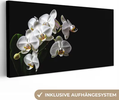 Produktbild von MuchoWow® - Leinwandbilder - Orchidee - Blumen - Weiß - Natur - Schwarz, Wandbild, Wanddeko Bilder Wohnzimmer, 40x20 cm