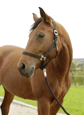 Productafbeelding van Covalliero Halster Hippo Zwart Shetland