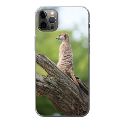 Produktbild von MuchoWow® Handyhülle Schutzhülle Hülle für iPhone 12 Pro Max Erdmännchen - Ast - Baum Silikon Softcase Handy Hülle - Hartschale