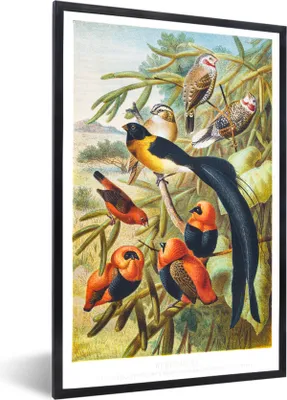 Produktbild von MuchoWow® MuchoWow® Gerahmtes Poster Antiker Vogeldruck Vögel in Harmonie 40x60 cm - Poster mit zchwarzem Bilderrahmen - Papierdruck - Wandbilder