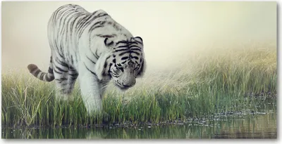 Produktbild von Tulup® Leinwandbild -100x50 cm - Wandkunst - Drucke auf Leinwand - Leinwanddruck  - Tiere - Weiß - Weißer Tiger