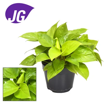Image de Homalomena Lemon Lime - 30cm - Ø15cm - Plante d'intérieur - Vert persistant