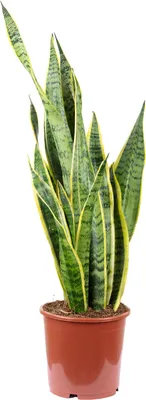 Produktbild von Sansevieria trifasciata 'Laurentii' – Robuster Bogenhanf, Luftreiniger, 60 cm hoch, Topf-Ø 17 cm