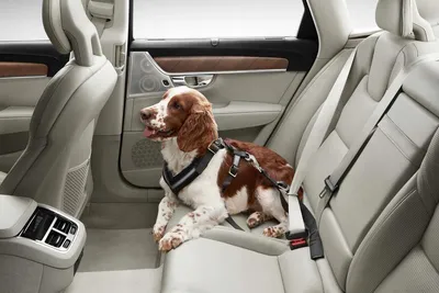 Produktbild von VOLVO Hundegurt bis zu 15kg für den Rücksitz