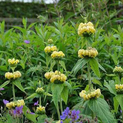 Obrázok produktu pre 6 x Sýrska ohňovka - Phlomis russeliana | kvetináč 9cm x 9cm
